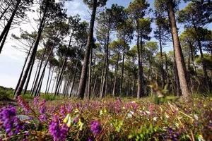 Naturcampingplätze Les Bruyères